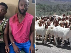 Police Arrest Two Suspects Over Theft Of 30 Goats In Sekyere Dumase