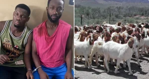 Police Arrest Two Suspects Over Theft Of 30 Goats In Sekyere Dumase