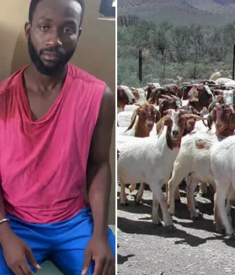 Police Arrest Two Suspects Over Theft Of 30 Goats In Sekyere Dumase