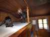 Germany’s alpine huts deploy dogs and microwaves to beat bed bugs