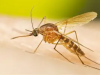 AMMREN calls for renewed investment in science, community action to fight mosquito-borne diseases