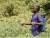 Air pollution from pesticides linked to farmers respiratory illness
