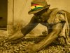 COCOBOD asks investors to fund cocoa purchases, but proceeds may also repay old debt