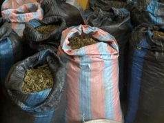 Police arrest man for allegedly cultivating cannabis along Volta Lake