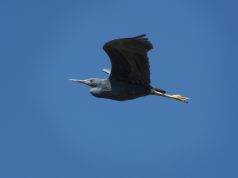 Slaty egret’s shifting nesting sites offer clues to changing ecosystems