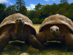A 194-year-old tortoise, world’s oldest land animal, may hold clues to longer life