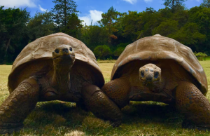 A 194-year-old tortoise, world’s oldest land animal, may hold clues to longer life