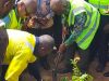 Asantehene plants trees to commence Jimi Watercourse Rehabilitation destroyed by galamsey
