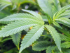 Muntaka urges Ghanaian cannabis growers to form cooperatives under licensed cultivation framework