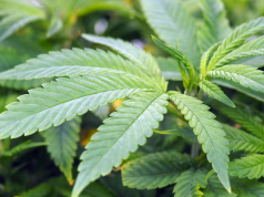 Muntaka urges Ghanaian cannabis growers to form cooperatives under licensed cultivation framework