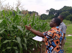GHIPO makes case for local plant breeders to protect developed varieties for food sovereignty and reinvestment